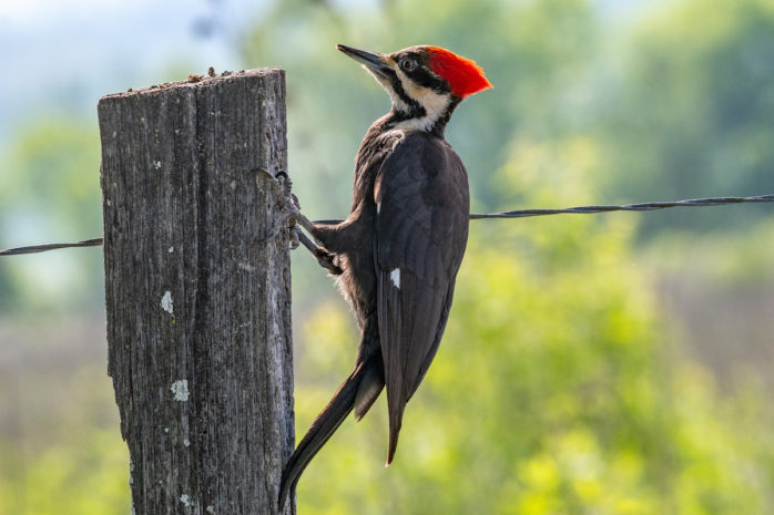 Pileated Woodpecker LaGrange Georgia