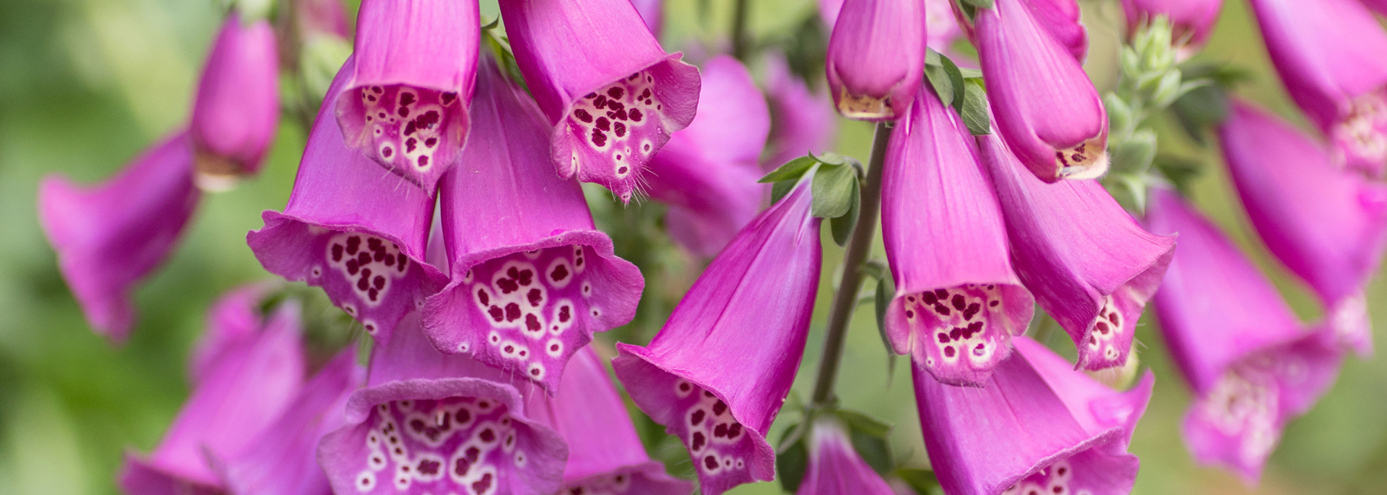 Hills & Dales Estate Bloom Calendar - Visit LaGrange Georgia